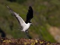 Lord Howe Island_20061214_056